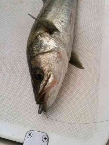 40115