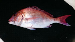 2016021817445200